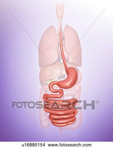Stock Illustration - Human digestive system, computer artwork.. Fotosearch