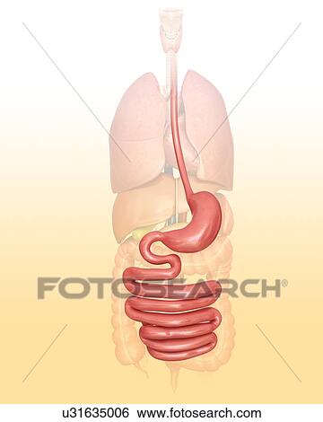 Human digestive system, computer illustration. View Large Illustration Stock Illustration - Human digestive system, computer illustration.. Fotosearch