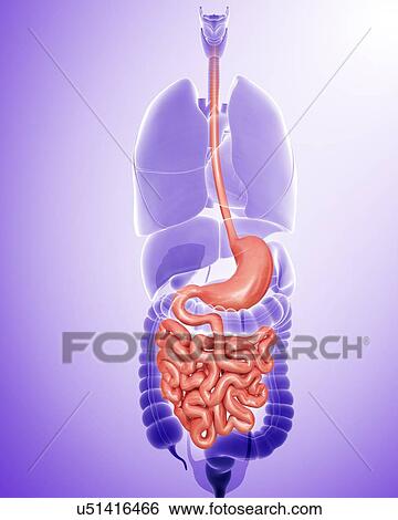 Stock Illustration - Human digestive system, computer illustration.. Fotosearch