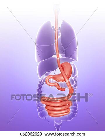 Stock Illustration - Human digestive system, computer illustration.. Fotosearch