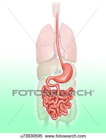 Stock Illustration - Human digestive system, computer illustration.. Fotosearch