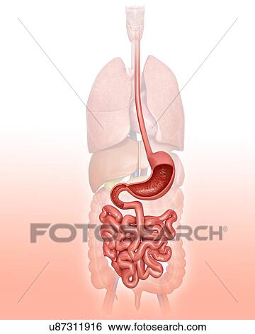 Human digestive system, computer artwork. View Large Illustration Stock Illustration - Human digestive system, computer artwork.. Fotosearch