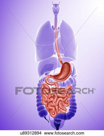 Human digestive system, computer illustration. View Large Illustration Stock Illustration - Human digestive system, computer illustration.. Fotosearch