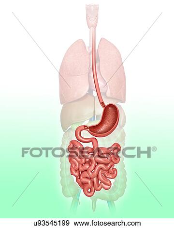 Stock Illustration - Human digestive system, computer artwork.. Fotosearch