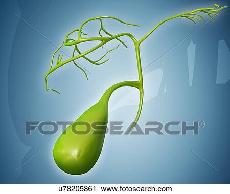 Clip Art - Human gall bladder, computer artwork.. Fotosearch