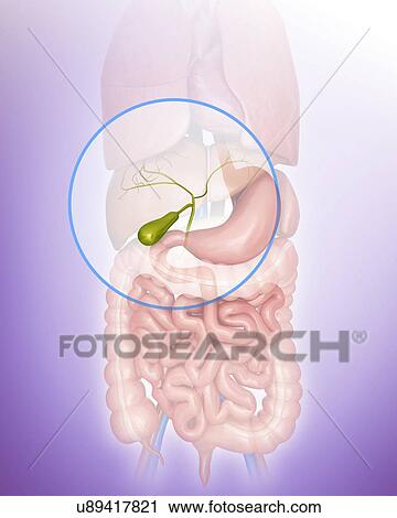 Human gall bladder, computer artwork. View Large Illustration Clip Art - Human gall bladder, computer artwork.. Fotosearch