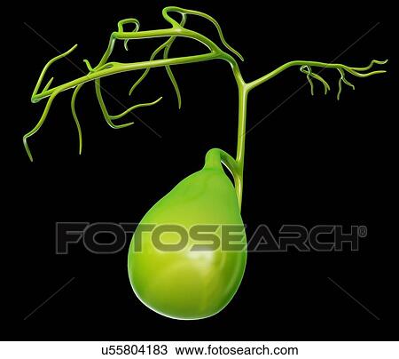Human gall bladder, computer artwork. View Large Illustration Drawing - Human gall bladder, computer artwork.. Fotosearch