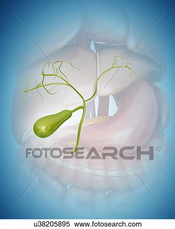 Stock Illustration - Human gall bladder, computer artwork.. Fotosearch