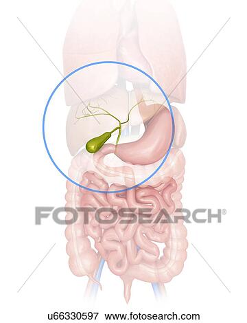 Human gall bladder, computer artwork. View Large Illustration Stock Illustration - Human gall bladder, computer artwork.. Fotosearch