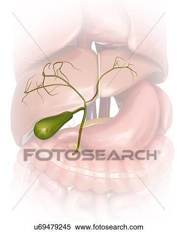 Stock Illustration - Human gall bladder, computer artwork.. Fotosearch