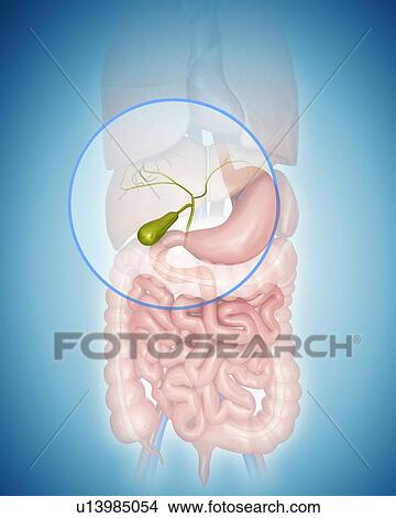 Human gall bladder, computer illustration. View Large Illustration Stock Illustration - Human gall bladder, computer illustration.. Fotosearch