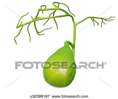 Human gall bladder, computer illustration. View Large Illustration Stock Illustration - Human gall bladder, computer illustration.. Fotosearch