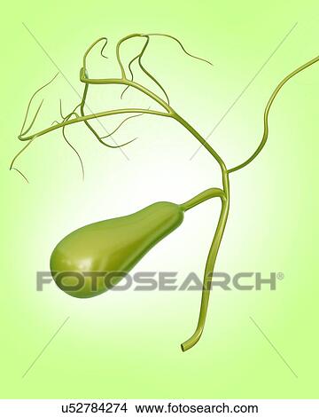 Stock Illustration - Human gall bladder, computer illustration.. Fotosearch