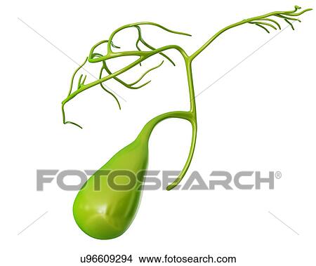 Human gall bladder, computer illustration. View Large Illustration Stock Illustration - Human gall bladder, computer illustration.. Fotosearch