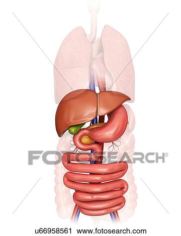 Clip Art - Human internal organs, computer artwork.. Fotosearch
