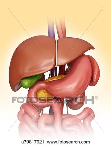 Human internal organs, computer artwork. View Large Illustration Clip Art - Human internal organs, computer artwork.. Fotosearch