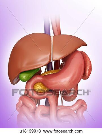 Human internal organs, computer artwork. View Large Illustration Drawing - Human internal organs, computer artwork.. Fotosearch