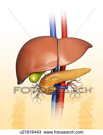 Drawing - Human internal organs, computer artwork.. Fotosearch