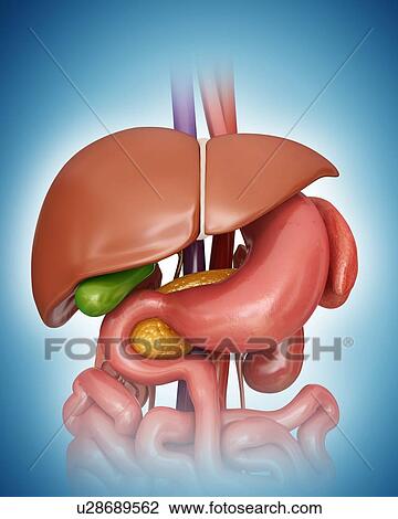 Human internal organs, computer artwork. View Large Illustration Drawing - Human internal organs, computer artwork.. Fotosearch