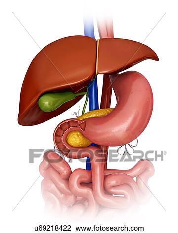 Drawing - Human internal organs, computer artwork.. Fotosearch