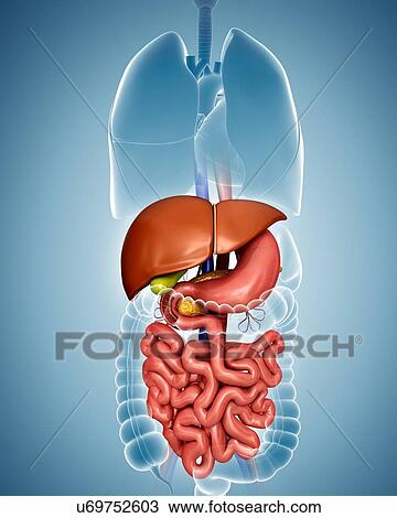 Drawing - Human internal organs, computer artwork.. Fotosearch