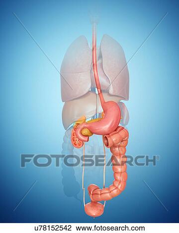 Drawing - Human internal organs, computer artwork.. Fotosearch