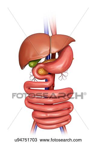 Drawing - Human internal organs, computer artwork.. Fotosearch