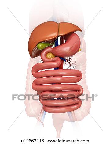 Stock Illustration - Human internal organs, computer artwork.. Fotosearch