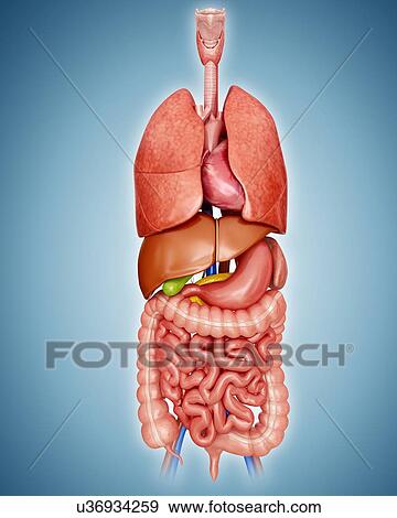 Human internal organs, computer artwork. View Large Illustration Stock Illustration - Human internal organs, computer artwork.. Fotosearch
