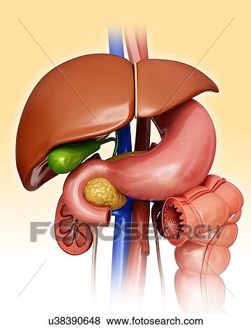 Stock Illustration - Human internal organs, computer artwork.. Fotosearch