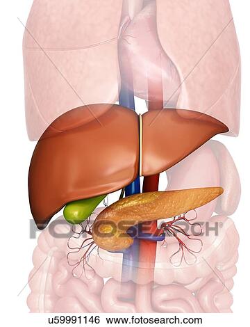 Stock Illustration - Human internal organs, computer artwork.. Fotosearch