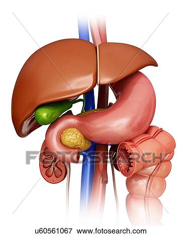 Stock Illustration - Human internal organs, computer artwork.. Fotosearch