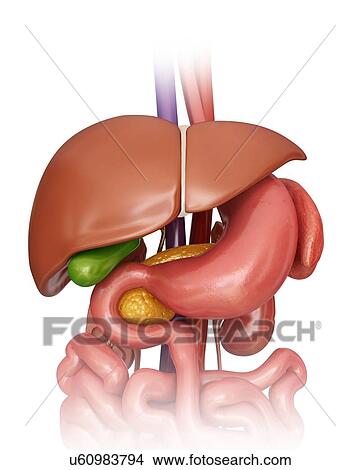 Stock Illustration - Human internal organs, computer artwork.. Fotosearch