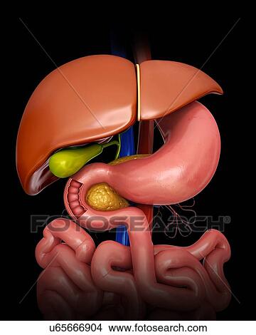 Stock Illustration - Human internal organs, computer artwork.. Fotosearch