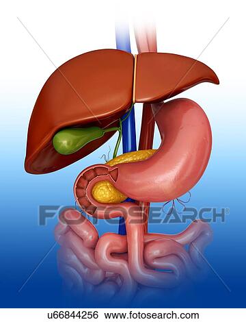 Human internal organs, computer artwork. View Large Illustration Stock Illustration - Human internal organs, computer artwork.. Fotosearch