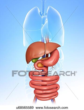Stock Illustration - Human internal organs, computer artwork.. Fotosearch