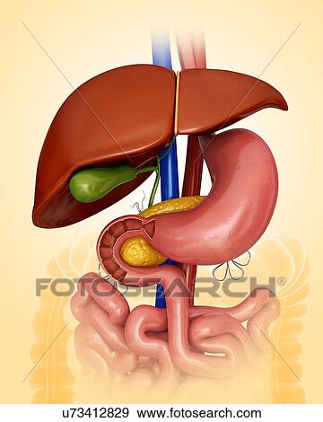 Human internal organs, computer artwork. View Large Illustration Stock Illustration - Human internal organs, computer artwork.. Fotosearch