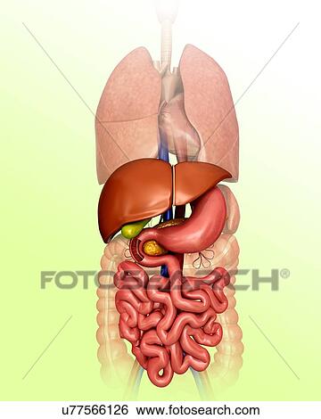 Stock Illustration - Human internal organs, computer artwork.. Fotosearch