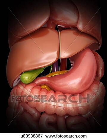 Stock Illustration - Human internal organs, computer artwork.. Fotosearch