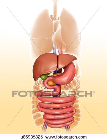 Stock Illustration - Human internal organs, computer artwork.. Fotosearch