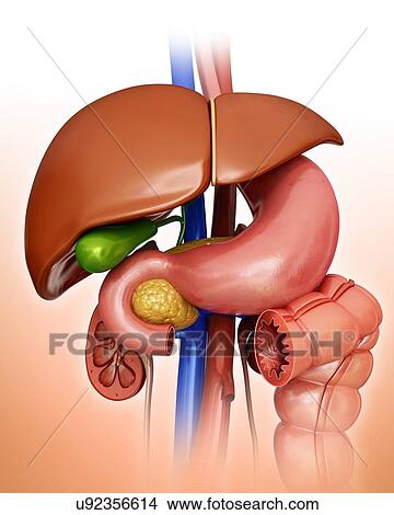 Human internal organs, computer artwork. View Large Illustration Stock Illustration - Human internal organs, computer artwork.. Fotosearch