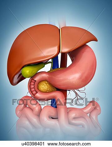 Clip Art - Human internal organs, computer illustration.. Fotosearch