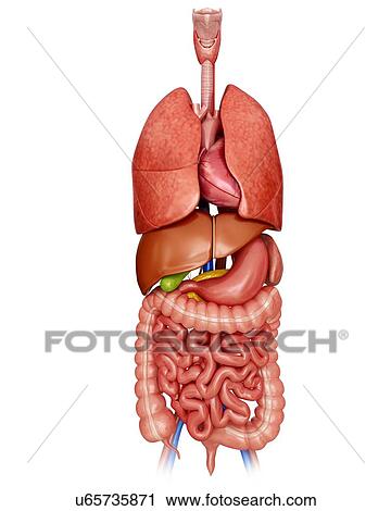 Human internal organs, computer illustration. View Large Illustration Clip Art - Human internal organs, computer illustration.. Fotosearch