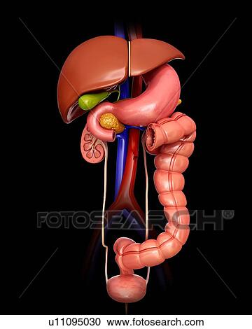 Human internal organs, computer illustration. View Large Illustration Clipart - Human internal organs, computer illustration.. Fotosearch