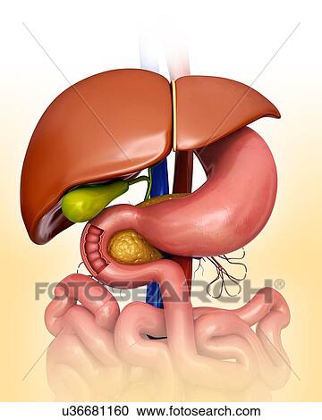 Clipart - Human internal organs, computer illustration.. Fotosearch