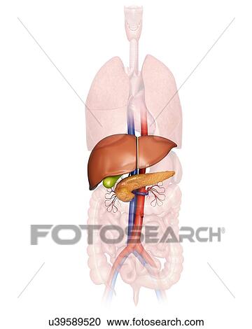Clipart - Human internal organs, computer illustration.. Fotosearch