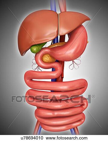 Human internal organs, computer illustration. View Large Illustration Clipart - Human internal organs, computer illustration.. Fotosearch