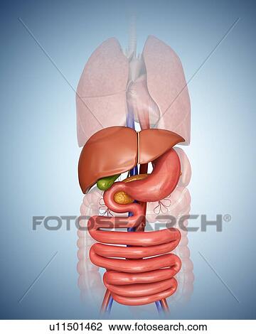 Human internal organs, computer illustration. View Large Illustration Drawing - Human internal organs, computer illustration.. Fotosearch