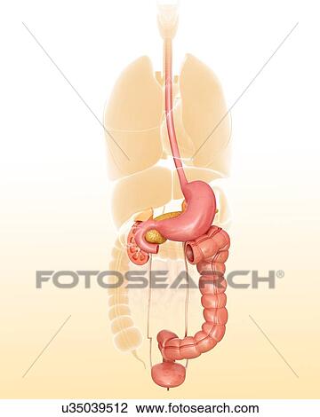 Drawing - Human internal organs, computer illustration.. Fotosearch