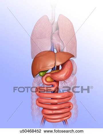 Drawing - Human internal organs, computer illustration.. Fotosearch